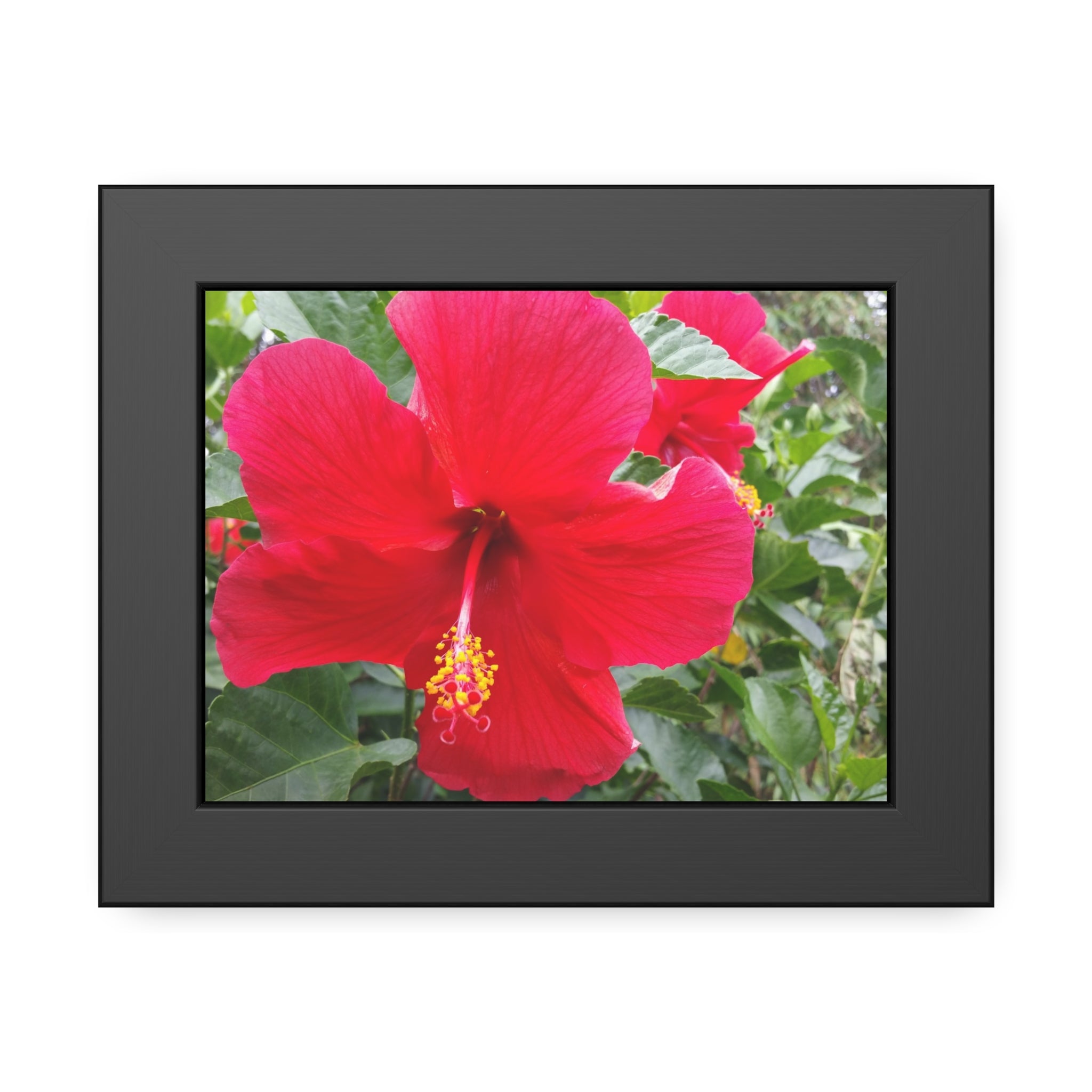 The Southern Flame —Red Hibiscus Wall Art