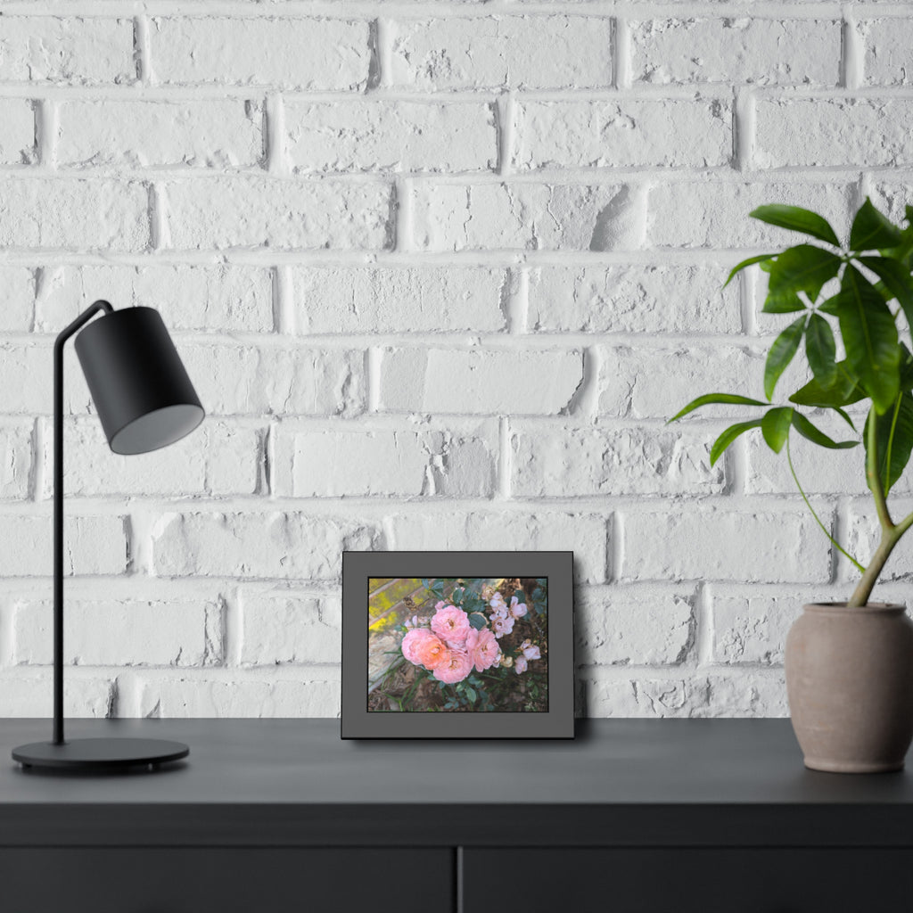 Bricks and Blooms - Historic Garden Rose Fine Art Framed Photography