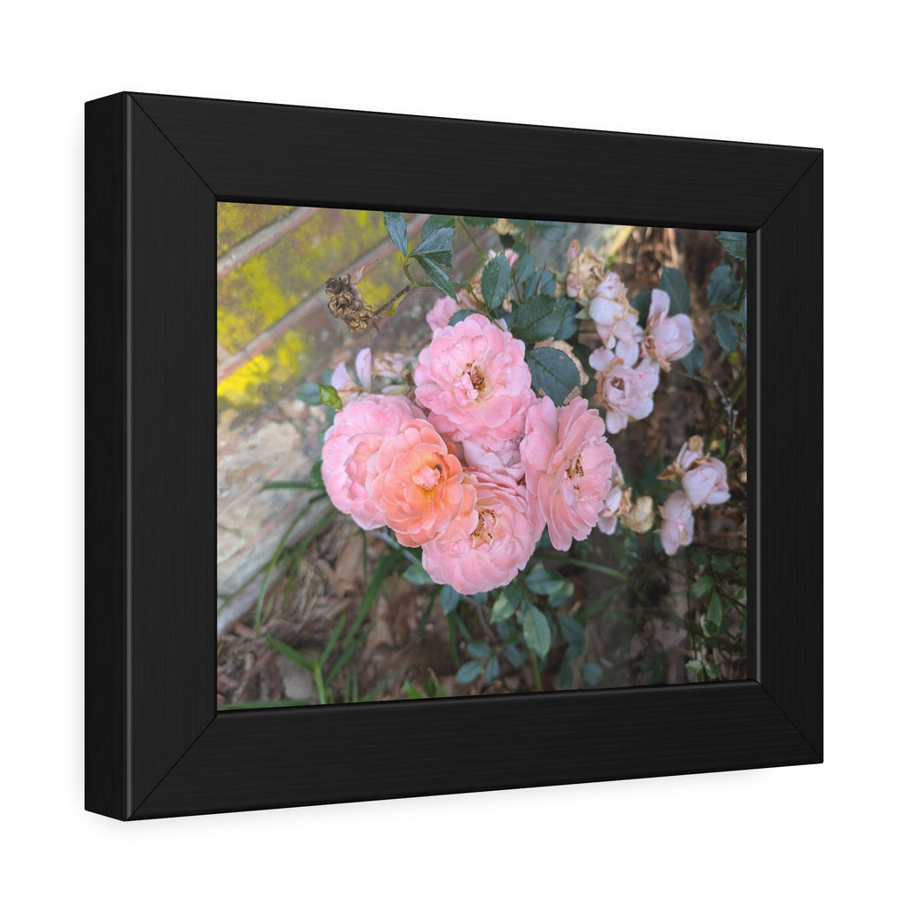 Bricks and Blooms - Historic Garden Rose Fine Art Framed Photography