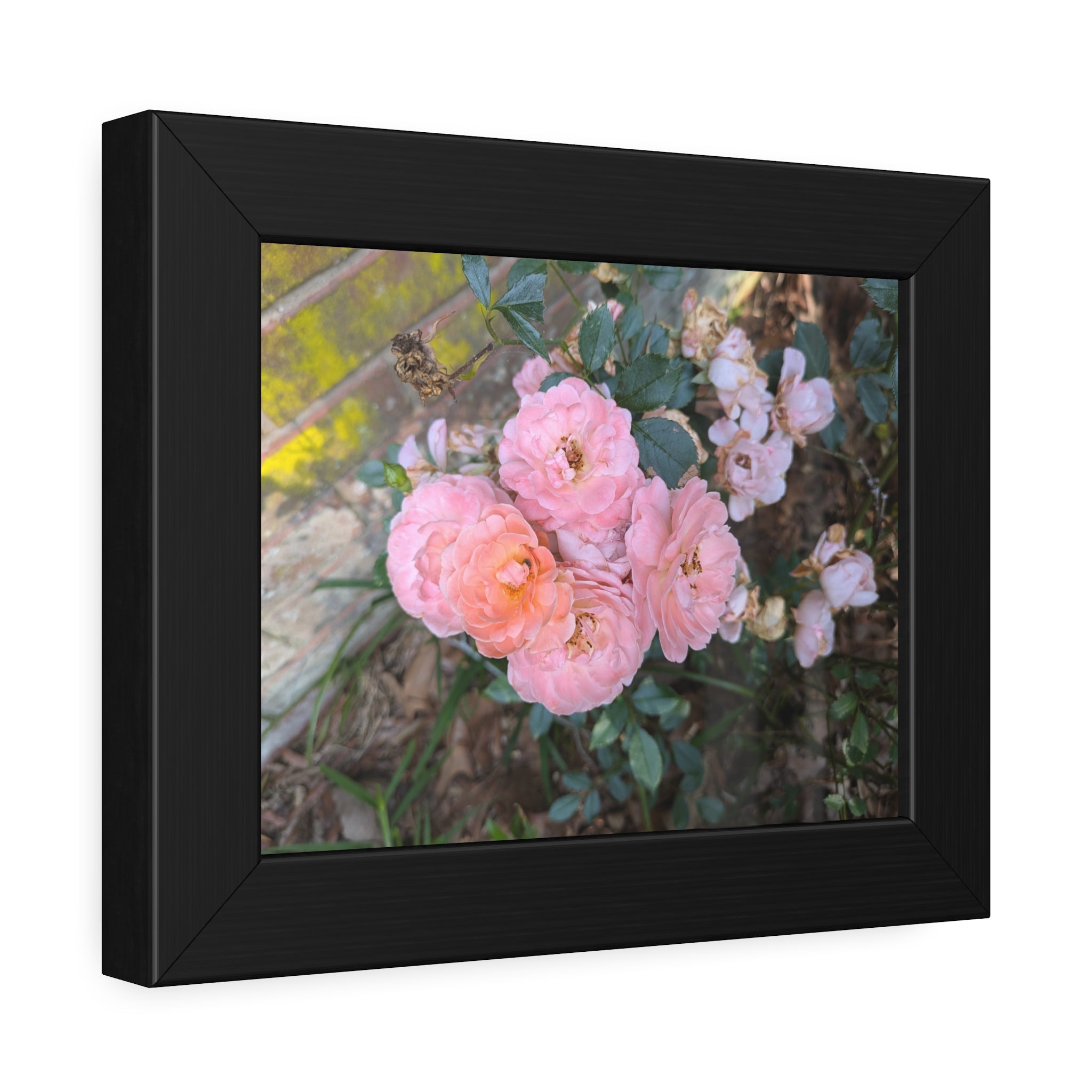 Bricks and Blooms - Historic Garden Rose Fine Art Framed Photography