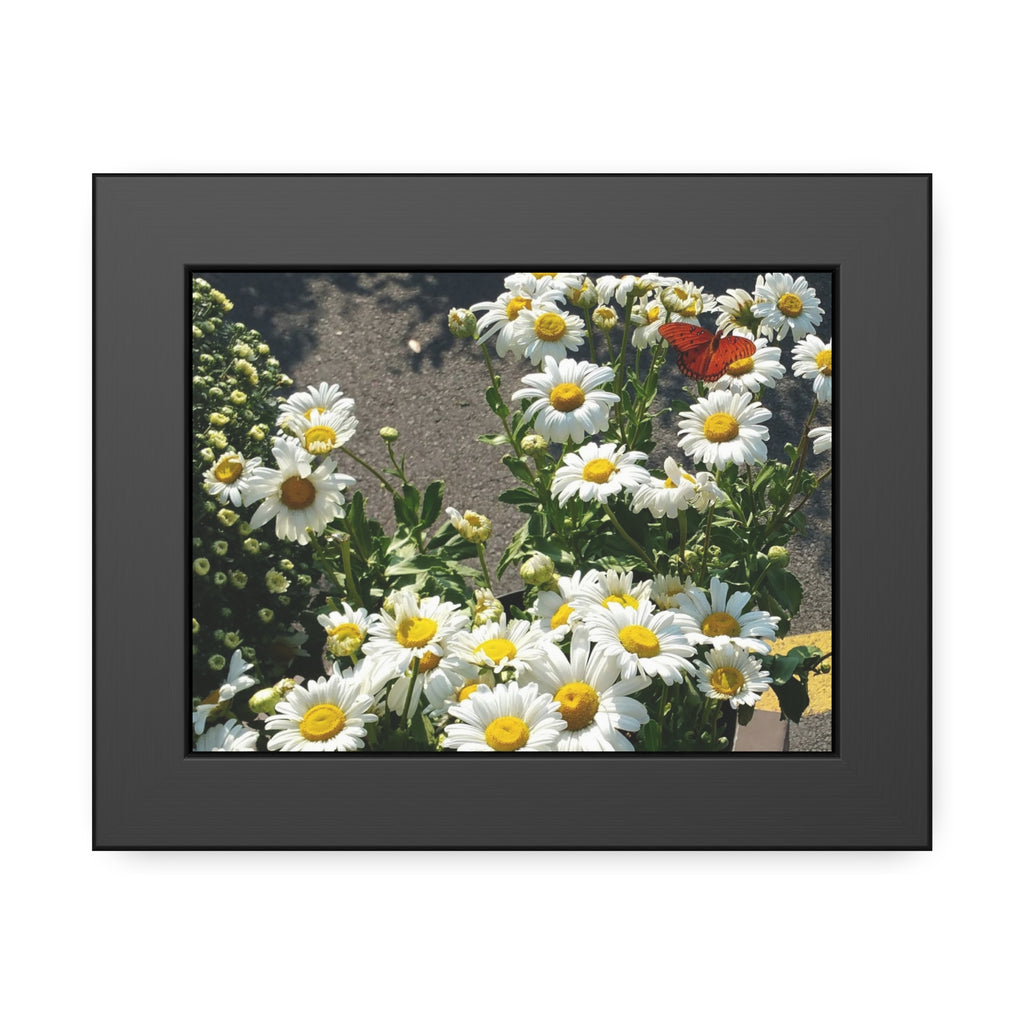 High-resolution fine art photograph of a bright orange butterfly resting on a cluster of white daisies, presented in a square museum-quality frame