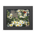 High-resolution fine art photograph of a bright orange butterfly resting on a cluster of white daisies, presented in a square museum-quality frame