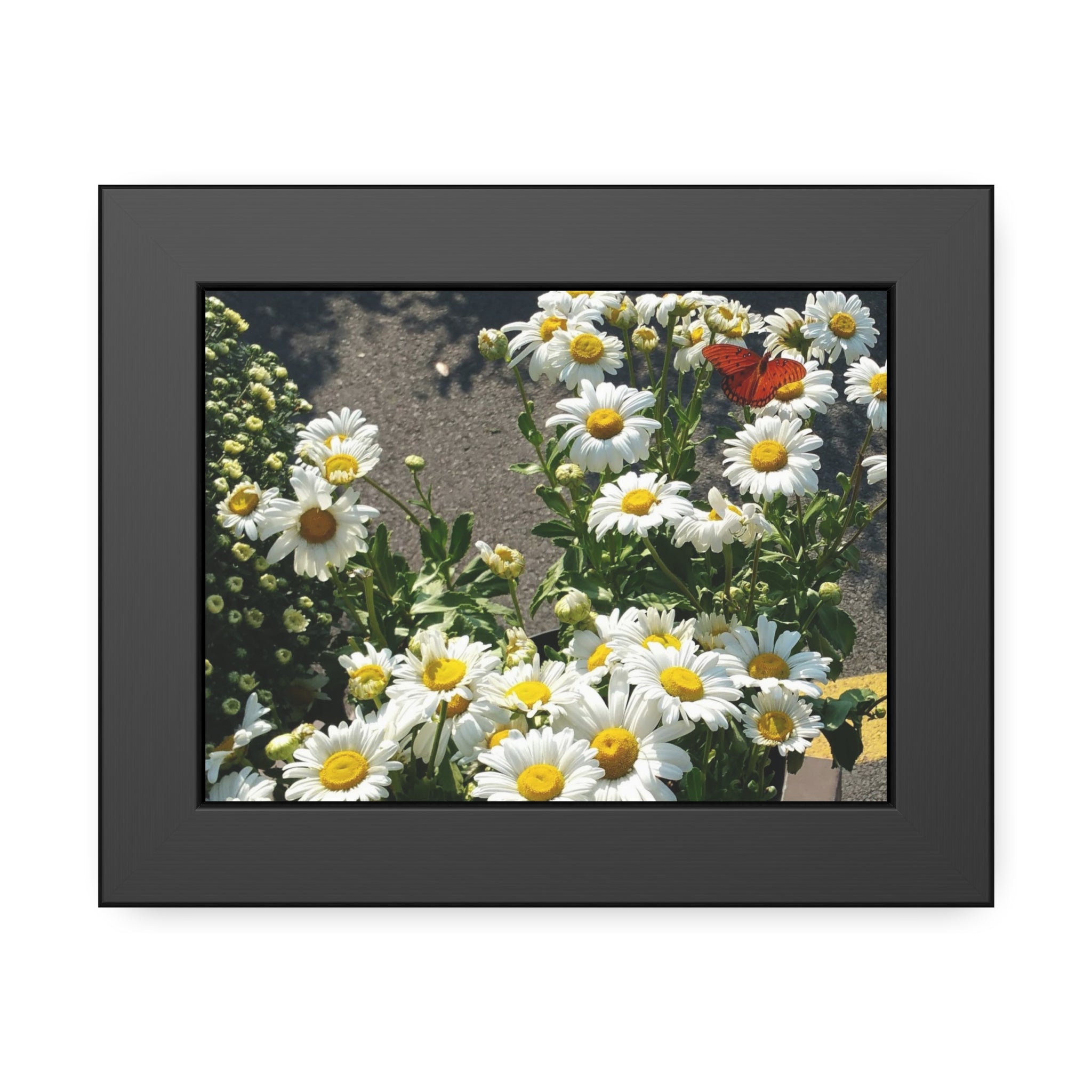 High-resolution fine art photograph of a bright orange butterfly resting on a cluster of white daisies, presented in a square museum-quality frame