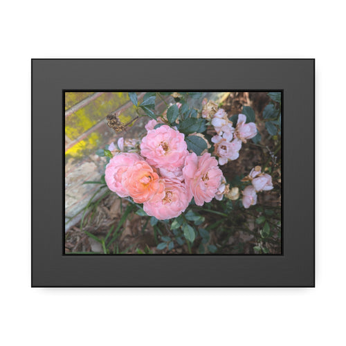 Close-up fine art photography of light pink garden roses in full bloom against a rustic, historic red brick wall, presented in a gallery-style frame.