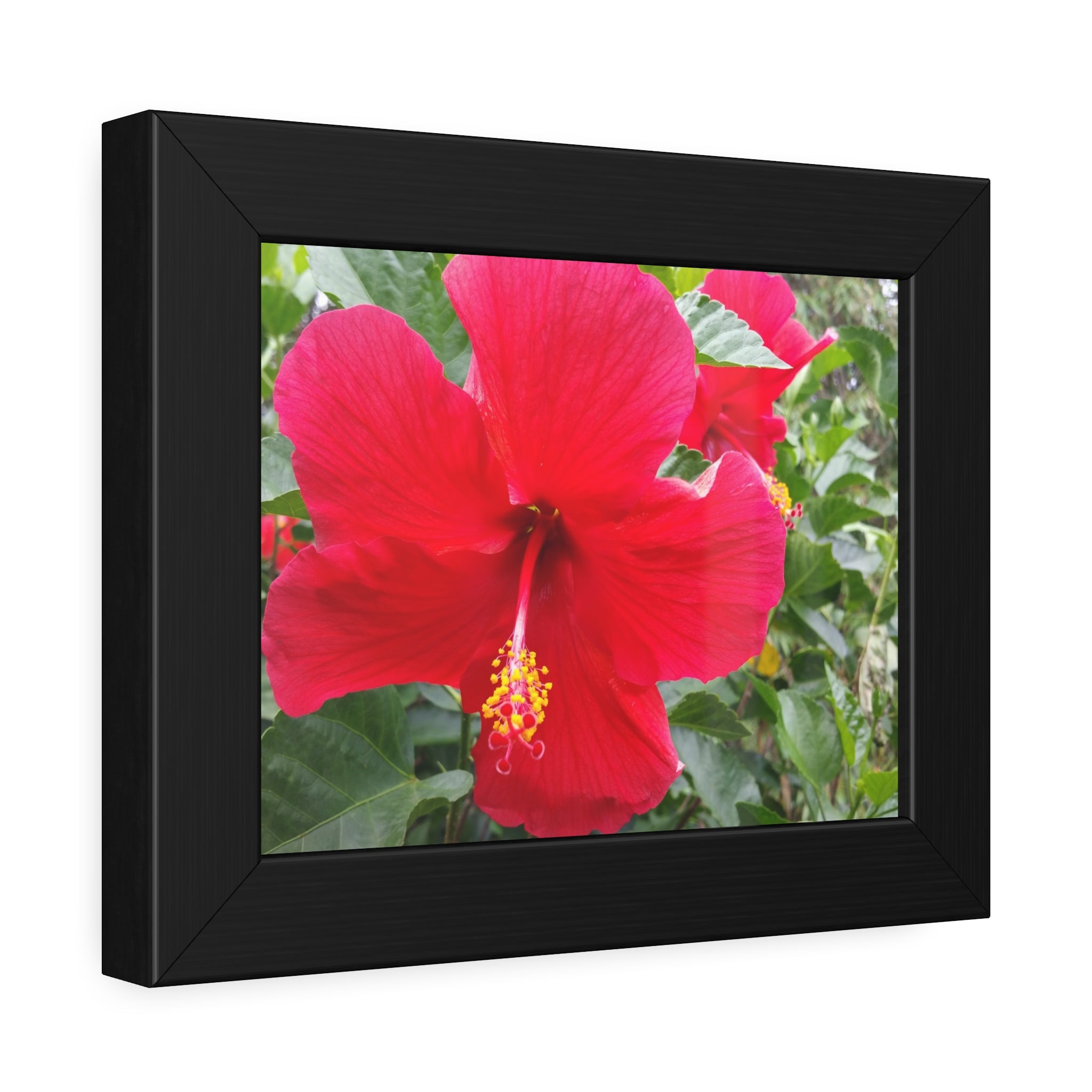 The Southern Flame —Red Hibiscus Wall Art