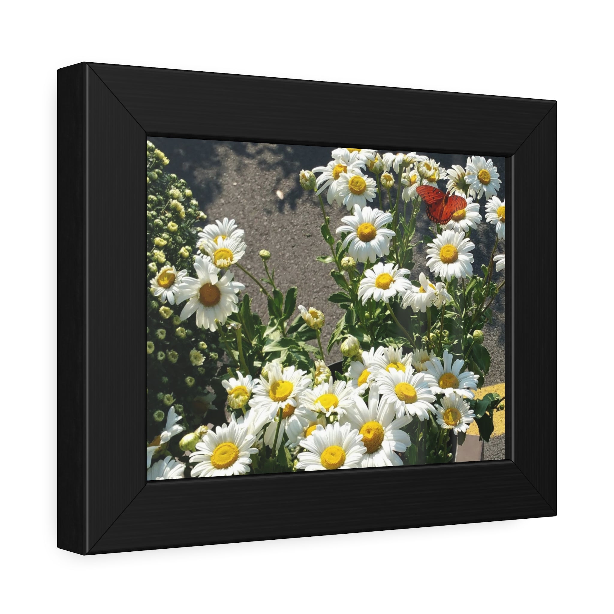 The Visiting Ember - Butterfly and Daisy Fine Art Framed Photography