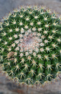Symetric Cactus Digital Download